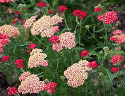 Achillea, Yarrow, Drought Resistant
Garden Design
Calimesa, CA