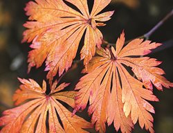 ‘aconitifolium’
Garden Design
Calimesa, CA