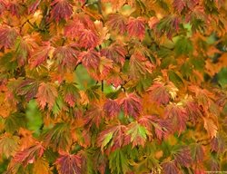 Aconitifolium Japanese Maple, Acer Japonicum
Garden Design
Calimesa, CA