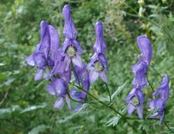 Aconitum_variegatum_110807f
Garden Design
Calimesa, CA