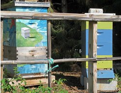 Active Late Season Apiaries Spring Garden Community Gardens
Garden Design
Calimesa, CA