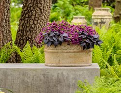 Add Annuals To Hanging Baskets, Containers & Window Boxes
Garden Design
Calimesa, CA