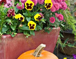 Add Color With Annuals
Garden Design
Calimesa, CA