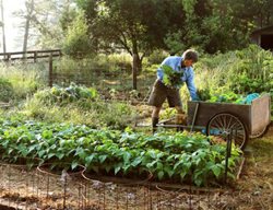 Add Compost And Fertilizer
Garden Design
Calimesa, CA