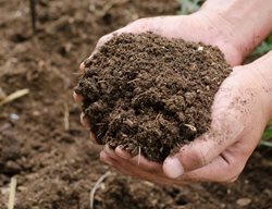 Add Compost Or Amendment To Soil
Garden Design
Calimesa, CA