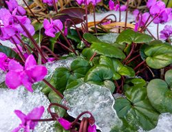 Add Cyclamen, Citrus, And Conifers For Winter Interest
Garden Design
Calimesa, CA