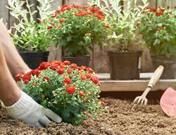 Add Flowers For Late-Season Color
Garden Design
Calimesa, CA