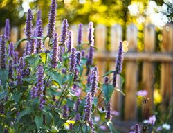 Add More Perennials To Your Garden
Garden Design
Calimesa, CA