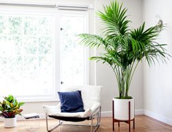 Add To Your Houseplant Collection
Garden Design
Calimesa, CA