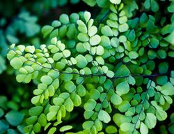 Adiantum Venustum, Himalayan Maidenhair, Groundcover
Garden Design
Calimesa, CA