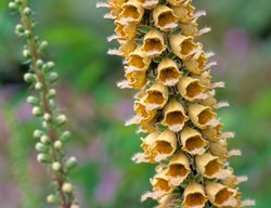 Adig03014a
Garden Design
Calimesa, CA