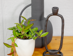 'adrift' Hoya, Hoya Rosita
Proven Winners
Sycamore, IL