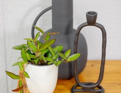 'adrift' Hoya, Hoya Rosita
Proven Winners
Sycamore, IL