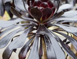 Aeonium Arboretum Zwartkop, Rosette, Succulent
Shutterstock.com
New York, NY