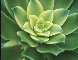 Aeonium
Garden Design
Calimesa, CA