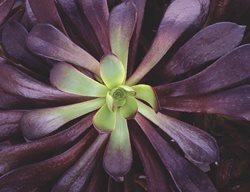 Aeonium Zwartkop, Black Succulent
Proven Winners
Sycamore, IL