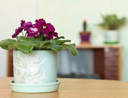 African Violet, Flowering Houseplant 
Shutterstock.com
New York, NY