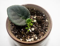 African Violet Leaf Cutting
Shutterstock.com
New York, NY