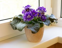 African Violet Plant, Flowering Houseplant
Shutterstock.com
New York, NY