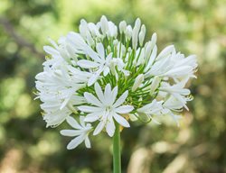 Agapanthus Africanus Albus, White Agapanthus
Shutterstock.com
New York, NY