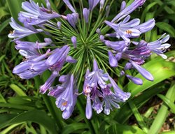 Agapanthus Blue Storm, Evergreen Agapanthus
Shutterstock.com
New York, NY