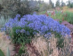 Agapanthus Blue Wave, Agapanthus Blue
Garden Design
Calimesa, CA