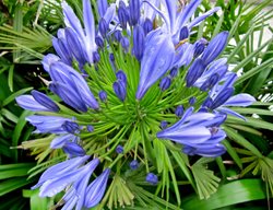 Agapanthus Blue Yonder, Deciduous Agapanthus
Millette Photomedia
