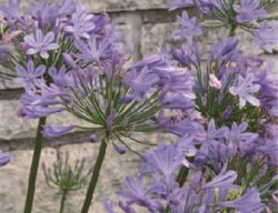 Agapanthus
Garden Design
Calimesa, CA