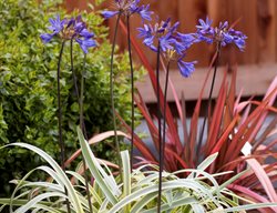 Agapanthus Gold Strike, Variegated Agapanthus
Visions Pictures & Photography
