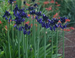 Agapanthus Inapertus Graskop, Dark Agapanthus
Garden Design
Calimesa, CA