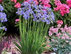 Agapanthus Little Galaxy, Agapanthus In The Garden
Proven Winners
Sycamore, IL