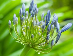 Agapanthus Loch Hope, Agapanthus Flower
Dreamstime
