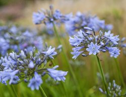 Agapanthus, Purple Flower
Garden Design
Calimesa, CA