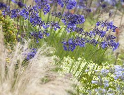 Agapanthus, Purple Flowers
Garden Design
Calimesa, CA
