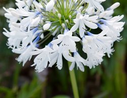 Agapanthus Queen Mum, Agapanthus White
Garden Design
Calimesa, CA