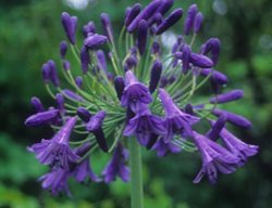 Agapanthus Storm Cloud, Semi Evergreen Agapanthus
Plant Delights Nursery, Inc.
Raleigh, NC