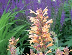 Agastache, Salvia, Iris
Plant Paradise Country Gardens
Caledon, ON