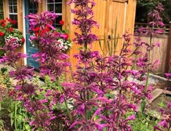 Agastache With Shed
Garden Design
Calimesa, CA