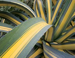 Agave Americana Variegate, Variegated Agave
The Ruth Bancroft Garden
Walnut Creek, CA