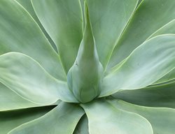 Agave Attenuata, Agave Plant
Pixabay
