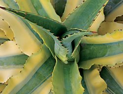  Agave Cornelius, Variegated Leaves
The Ruth Bancroft Garden
Walnut Creek, CA
