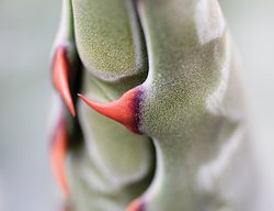  Agave Gentry Agave Montana
The Ruth Bancroft Garden
Walnut Creek, CA