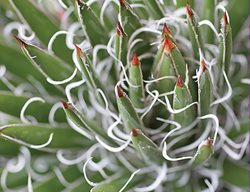 Agave Leopoldii, Dwarf Agave
The Ruth Bancroft Garden
Walnut Creek, CA
