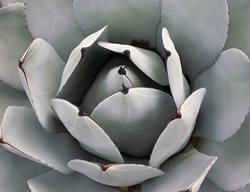 Agave Parryi Truncata, Blue Gray Agave
The Ruth Bancroft Garden
Walnut Creek, CA