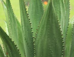 Agave Plant, Agave Leaves
Pixabay
