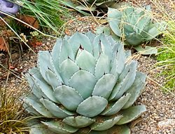 Agave Plant, Light Blue Agave Plant
Garden Design
Calimesa, CA
