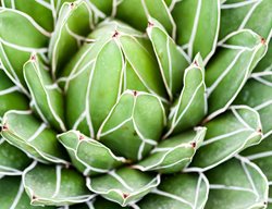 Agave Victoria Reginae, Houseplant
Shutterstock.com
New York, NY