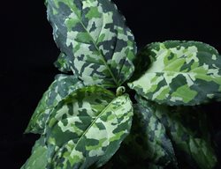 Aglaonema Pictum Tricolor, Aglaonema Pictum
Shutterstock.com
New York, NY
