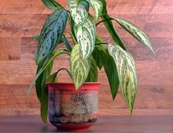 Aglaonema. Variegated Houseplant
Shutterstock.com
New York, NY