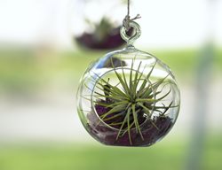 Air Plant, Air Plant In Glass Hanger
Shutterstock.com
New York, NY